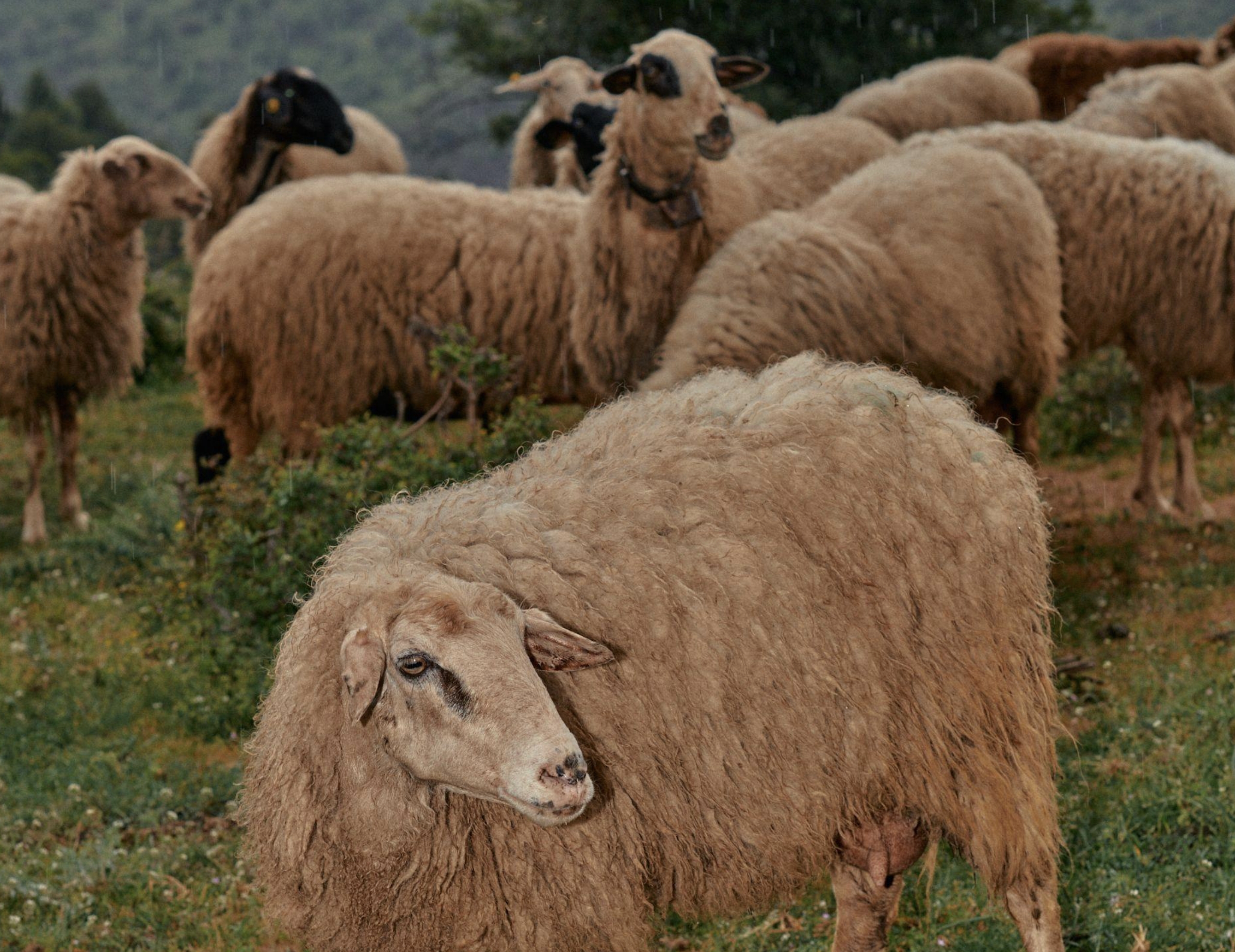 Hjemmelaga foto header v2